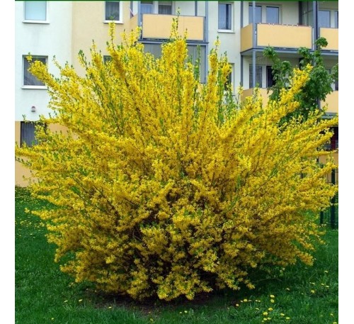 Форзиция промежуточная (Forsythia intermedia) С2